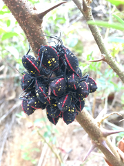 Pachylis pharaonis