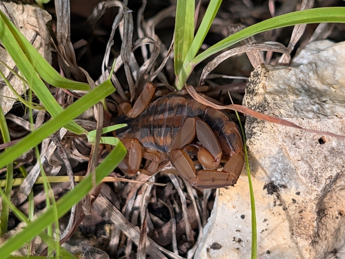 Striped Bark Scorpion