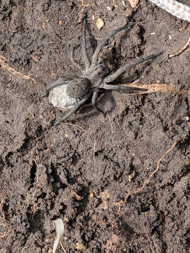 Carolina Wolf Spider