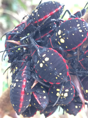 Pachylis pharaonis