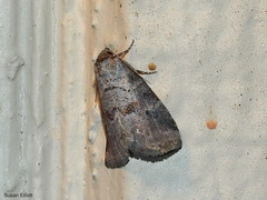 Hyperstrotia pervertens