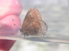 Callophrys polios