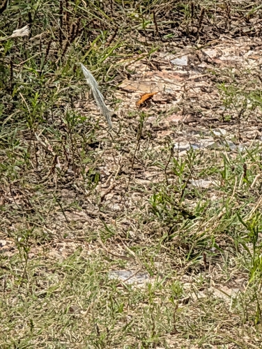 Variegated Fritillary