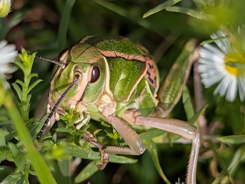 Plains Lubber Grasshopper