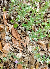 Dyschoriste crenulata