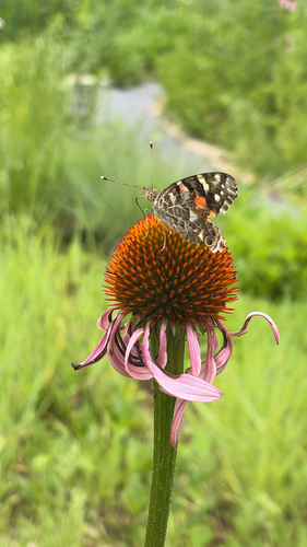 Painted Lady