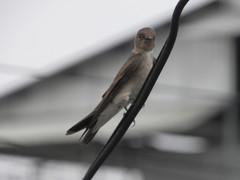 Stelgidopteryx serripennis