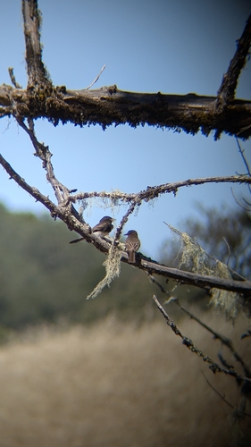 iNaturalist observation photo of Black Phoebe
