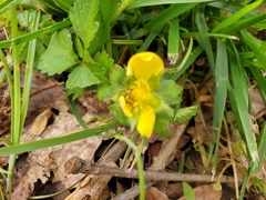 Waldsteinia fragarioides