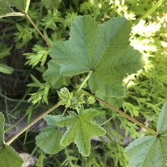Malva parviflora