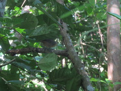 Cantorchilus guarayanus