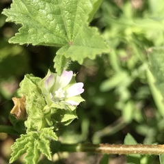 Malva parviflora