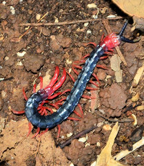 Cormocephalus nitidus