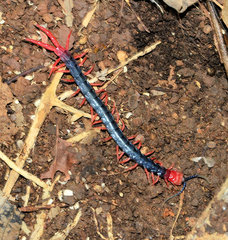 Cormocephalus nitidus