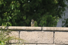 Passer domesticus