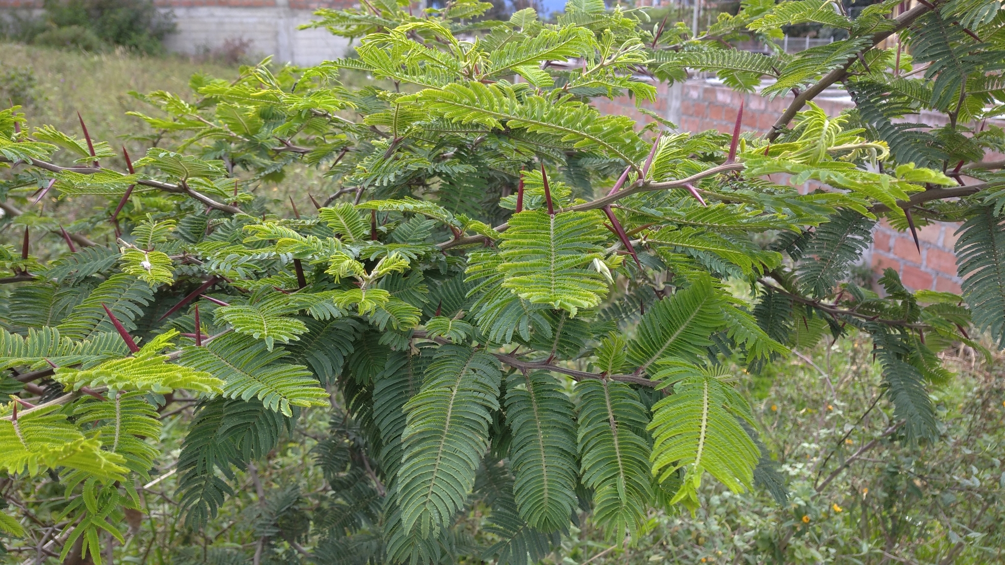 Vachellia image