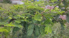 Vachellia macracantha image