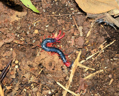 Cormocephalus nitidus