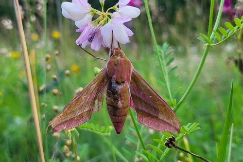 Elephant Hawkmoth
