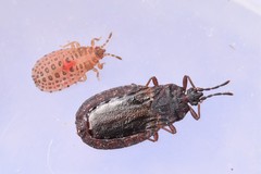 Aneurus inconstans