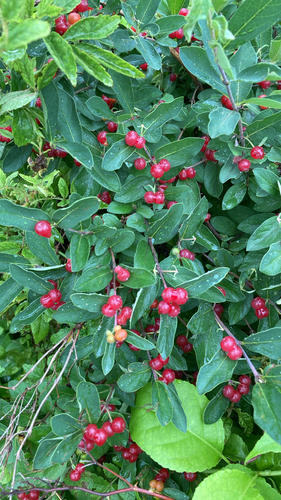 Lonicera morrowii