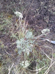 Lomatium macrocarpum