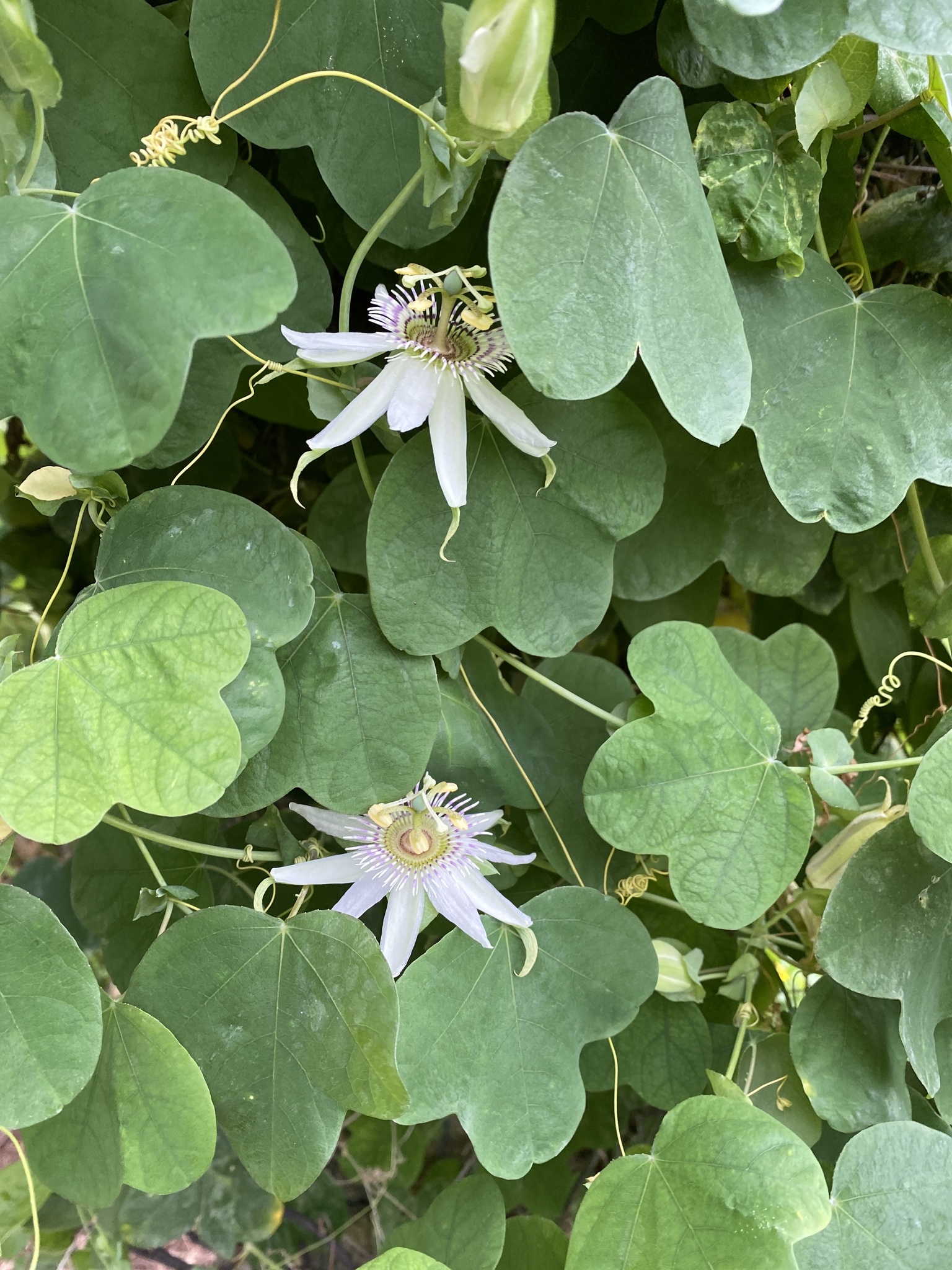Passiflora pallens