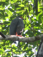 Buteogallus schistaceus