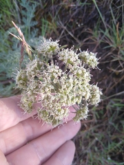 Lomatium macrocarpum