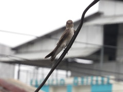 Stelgidopteryx serripennis