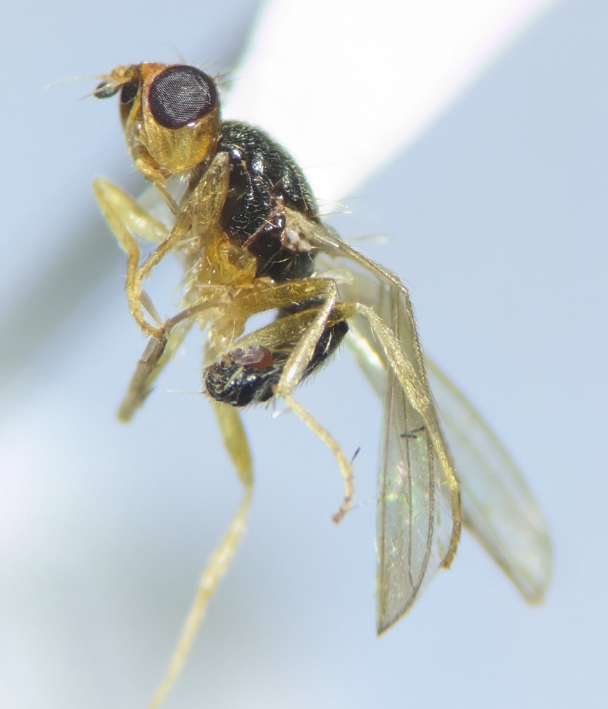 Psila sternalis
