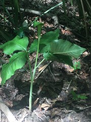 Arisaema triphyllum