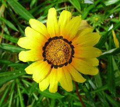 Gazania × splendens