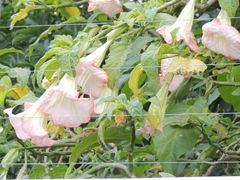 Brugmansia versicolor