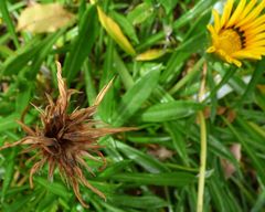 Gazania × splendens