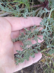 Lomatium macrocarpum