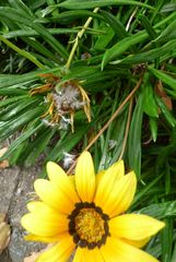 Gazania × splendens