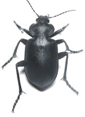 Calosoma simplex