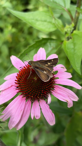 Little Glassywing
