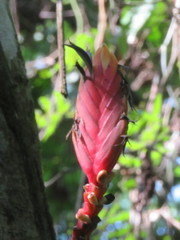 Heliconia episcopalis