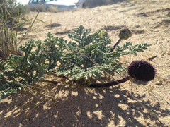 Cymopterus deserticola