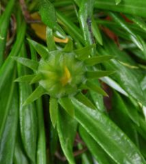 Gazania × splendens