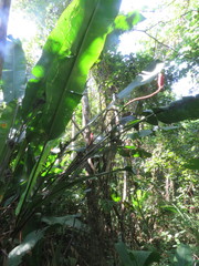 Heliconia episcopalis