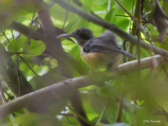 Macrosphenus kempi