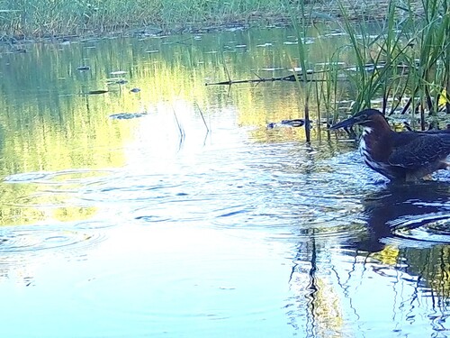 Green Heron photographed in Nevada