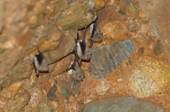 Balantiopteryx plicata
