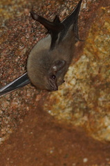 Balantiopteryx plicata