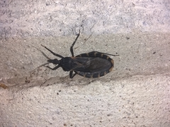 Triatoma gerstaeckeri