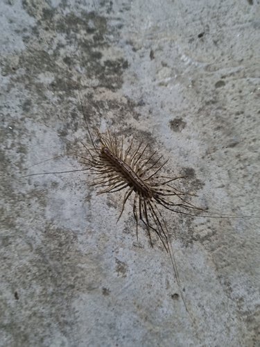 House Centipede