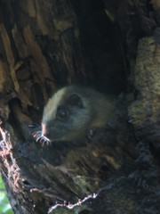 Isothrix bistriata